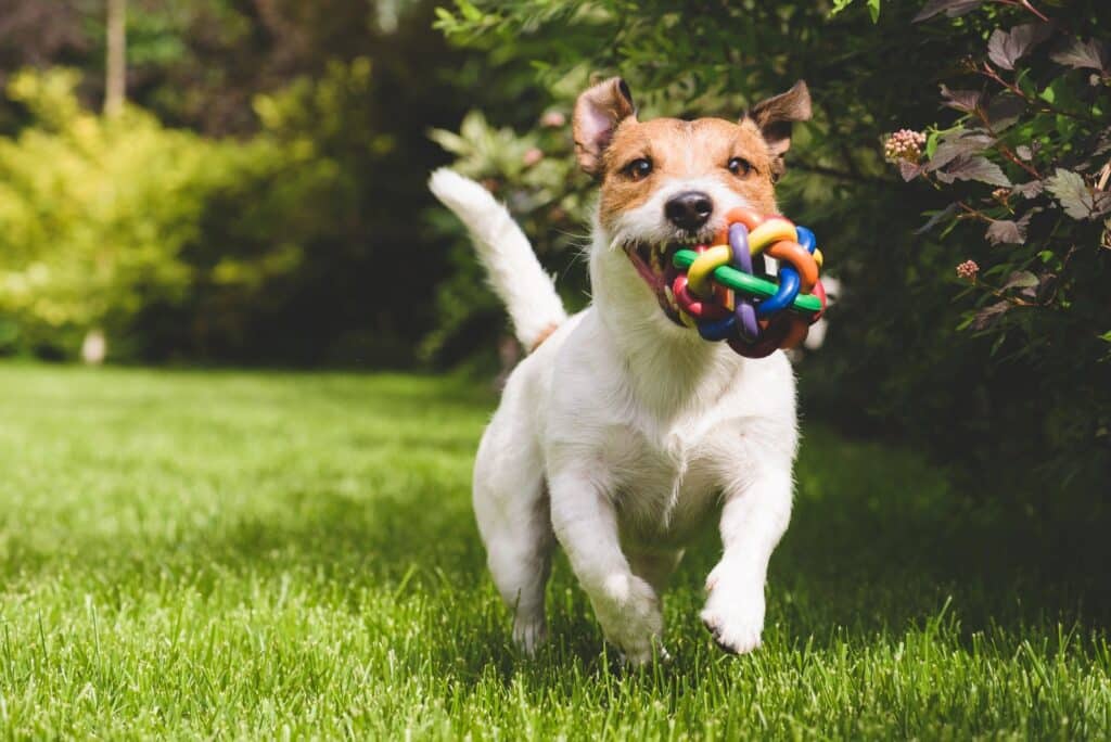 Efficient dog poop scoop service helping pet owners reclaim their outdoor spaces.