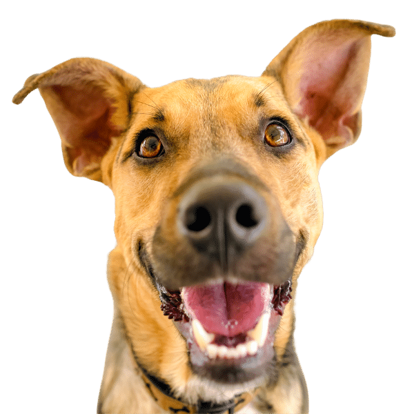 Professional dog waste removal experts providing reliable pet waste removal, pooper scooper services, and thorough dog poop cleanup to maintain clean and pet-friendly outdoor spaces.